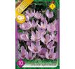 Crocus - speciosus / 10ks v balení