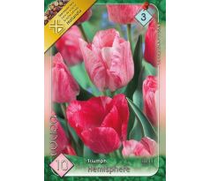Tulipa - Hemisphere / 10ks v balení
