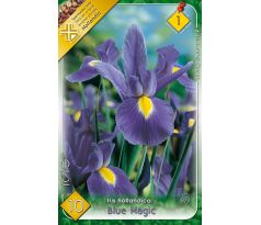 Iris hollandica - Blue Magic / 10ks v balení