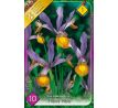 Iris hollandica - Frans Hals / 10ks v balení