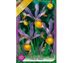 Iris hollandica - Frans Hals / 10ks v balení