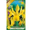 Iris hollandica - Royal Yellow / 10ks v balení