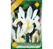 Iris hollandica - White van Vliet / 10ks v balení