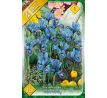 Iris - Reticulata harmony / 10ks v balení