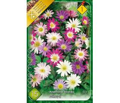 Anemone blanda - mixed