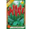 Arum Italicum