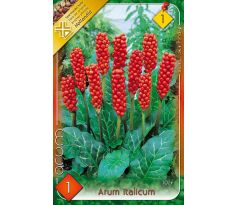 Arum Italicum