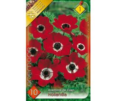 Anemone de Caen - Hollandia