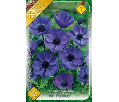 Anemone de Caen - Mr. Fokker