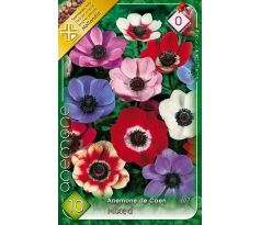 Anemone de Caen - mixed