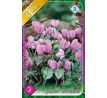 Cyclamen Hederifolium