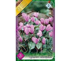 Cyclamen Hederifolium