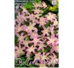 Chionodoxa Forbesii - pink Giant / 10ks v balení