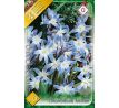 Chionodoxa Luciliae - Glory of the Snow / 10ks v balení