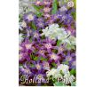 Chionodoxa - mixed / 10ks v balení