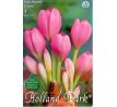 Colchicum Giant-Jesienka / 1ks v balení