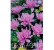 Colchicum Waterlily-Jesienka / 1ks v balení