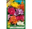 Freesia Double - Freesia double mixed