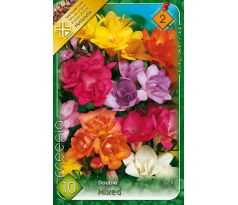 Freesia Double - Freesia double mixed