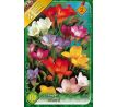 Freesia single - mixed