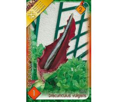 Dracunculus Vulgaris - 1ks