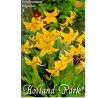 Erythronium Pagoda / 3ks v balení