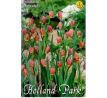 Fritillaria Uva-Vulpis / 10ks v balení