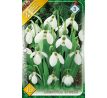 Galanthus elwesii / 10ks v balení