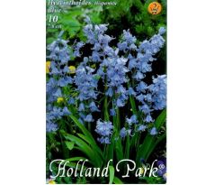 Hyacinthoides hispanica blue / 10ks v balení