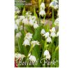 Leucojum aestivum - Giant / 5ks v balení