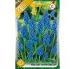 Muscari armeniacum / 10ks v balení