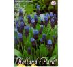 Muscari latifolium / 10ks v balení
