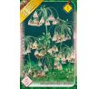 Nectaroscordum siculum / 5ks v balení