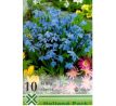 Scilla siberica / 10ks v balení