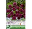 Allium sphaerocephalon / 30 ks v balení
