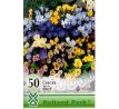 Crocus species mixed 50