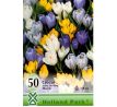 Crocus spring flow. mixed 50 ks v bal