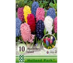 Hyacinthus mixed - 10ks