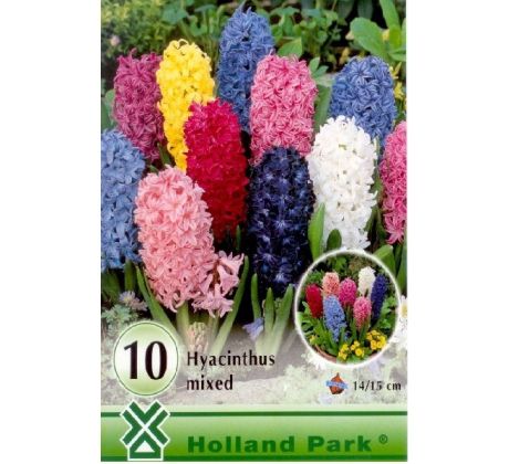 Hyacinthus mixed - 10ks
