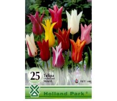 Tulipa lilyflowered mixed - 25 ks