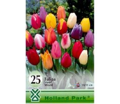 Tulipa triumph mixed -25 ks