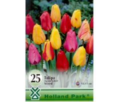 Tulipa Darwin hybrid mixed - 25 ks