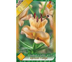 Lilium - double Apricot Fudge/1 ks