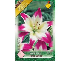Lilium asiatic - pink white / 1ks v balení