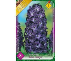 Hyacinthus - Blue Magic / 3ks v balení