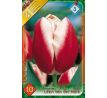 Tulipa -  Leen van der Mark / 10ks v balení