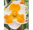 Narcissus - Tricollet / 5ks v balení