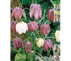 Fritillaria Meleagris mix / 10ks v balení