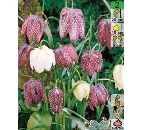 Fritillaria Meleagris mix / 10ks v balení