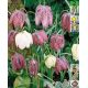 Fritillaria Meleagris mix / 10ks v balení